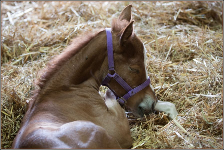 Asbach Fohlenshow 2014 106